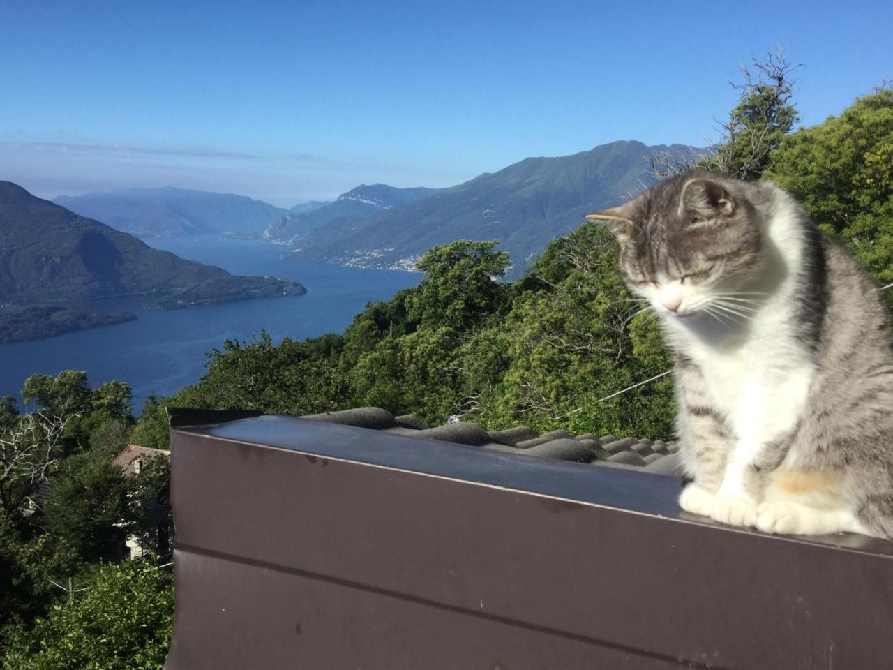 ソーリコRifugio Dalcoアパートメント エクステリア 写真